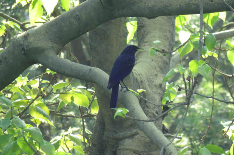 Holywater by Ganga Kinare, Rishikesh - Bird Watching2 